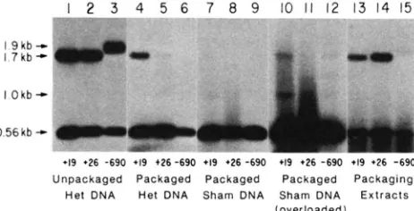 FIGURE 1.-Southern blot of Xhol and packaged phage  and packaging extracts was digested with HindlII, packaging extracts