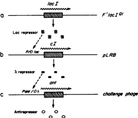 FIGURE produces high, constitutive levels of Lac repressor. (b) In  the absence carrying the the heirarchy of regulation that controls the lysogeny/lysis decision of a P22 challenge phage with a repressor can bind a challenge-phage borne an antibiotic-resi