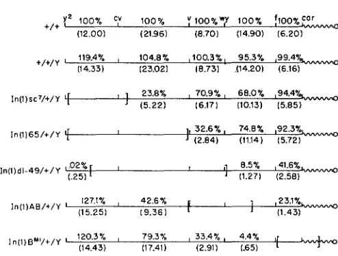 FIGURE 3.-Effect of a Y chromosome on X crossing-over (see Figure 2 for explanation). 