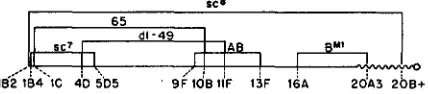 FIGURE 1.-Diagram utilized. of of approximate sizes and positions of the X chromosome inversions Cytological breakpoints on the salivary gland chromosome map are >given at the limits each inversion