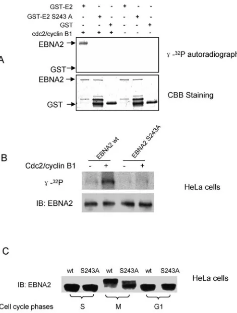 Fig. 1C, migration of EBNA2 Ser243A was consistently faster