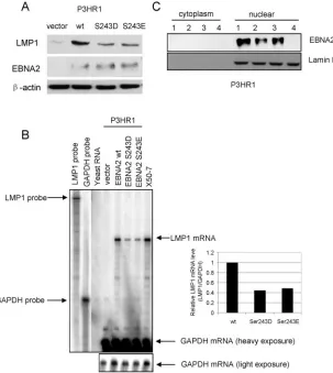 FIG. 2. Induction of endogenous LMP1 expression in P3HR1 cells by EBNA2. Wild-type EBNA2, EBNA2 Ser243D, or EBNA2 Ser243E weretransiently expressed in P3HR1 cells through electroporation
