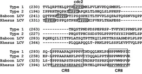 FIG. 5. Alignment of the type 1 (B95-8), type 2 (AG876), baboonLCV and rhesus LCV EBNA2 amino acid sequences from amino acids