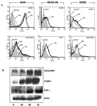 FIG. 3. ICAM-1, CEACAM1, and PAF-r expression by epithelial cells after RSV infection