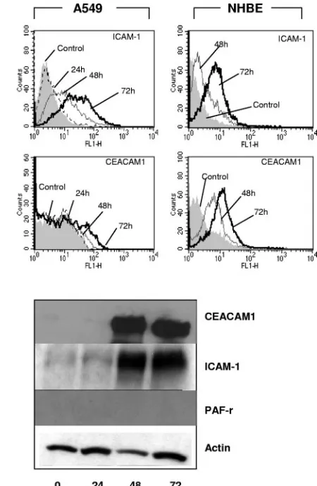 FIG. 4. Blocking ICAM-1 and PAF-r reduces NTHi adhesion toRSV-infected respiratory epithelial cells