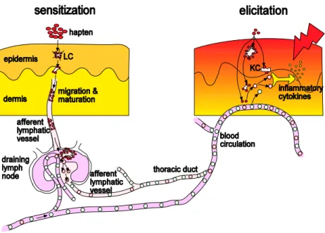 Figure  1.  Immunological  events  in  allergic  contact  dermatitis  with  the  induction  phase  (left)  and  the  effector  phase  (right)