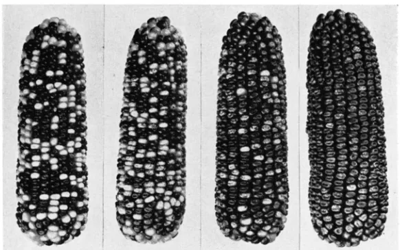FIGURE 2.-Ears The showing different levels of paramutation of mented (ear ear ear produced by testcrosses on W23 rgr7 females of four different RrRnC plants, Rr