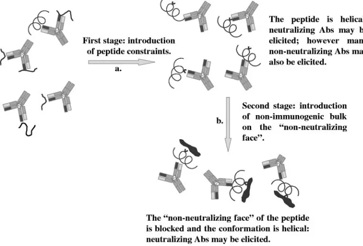 FIG. 4. Schematic of the vaccine design process where constraints are introduced. (a) The peptides are constrained to a helix conformation viathe introduction of an Aib or tether constraint