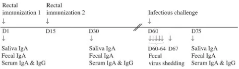 FIG. 1. Experimental schedule. Mice were rectally immunizedtwice (D1 and D15) with 8-2/6/7-VLP of bovine origin, either alone or