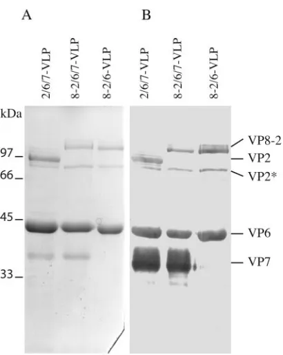 FIG. 2. Analysis of 8-2/6/7-VLP protein content. 8-2/6/7-VLP ofbovine RV origin were produced in the baculovirus expression system