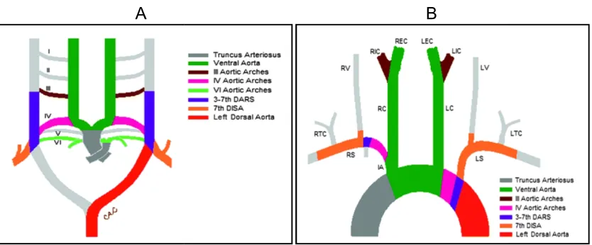 Fig. 1A and B: Schematic drawing that shows the primitive ventral, dorsal aortae,Fig. 1A and B: Schematic drawing that shows the primitive ventral, dorsal aortae,arteries), RC (right common carotid ), LC (left common carotid), REC (right externalarteries),