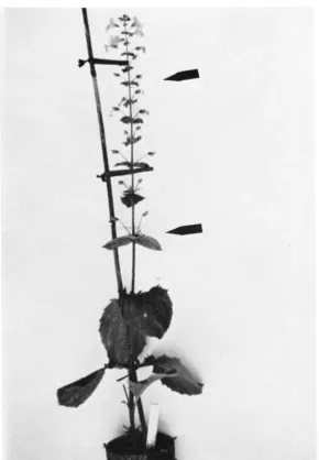 FIGURE 1 bloom. .-A Mimulus guffafus plant at the time of measuring. Its 1 1  th flowering node is in The six internodes which are measured are shown between arrows pointing to the first and seventh flowering nodes