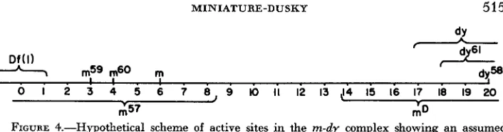 FIGURE 4.-Hypothetical scheme location of active sites in the m-dy complex showing an assumed of inactivation or inversion for each of the mutant elements