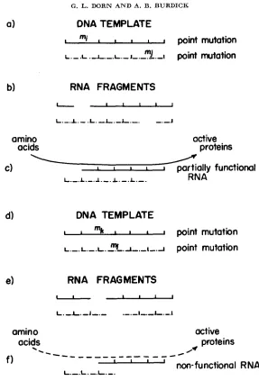 FIGURE 5.-Complementation model for two point mutations 