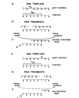 FIGURE 6.-Complementation model for a point mutation and an inversion. 