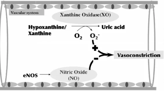 Fig. 1. A mechanism of XO-mediated vasoconstriction via generating O2decreasing the bioavailability of NO.·−·− and2Under pathological conditions such as injury of endothelial cells and inflammation, the expression anddecreasing the bioavailability of NO
