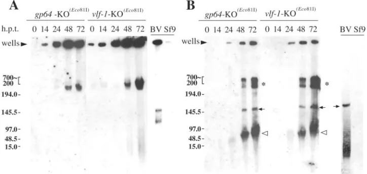 Fig. 4A and F). Together, these data show that VLF-1 is