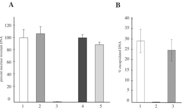 FIG. 5. DNase I protection assay to detect encapsidated viral DNA. (A) Control experiments performed with budded virions or nucleocapsidsisolated from infected cells