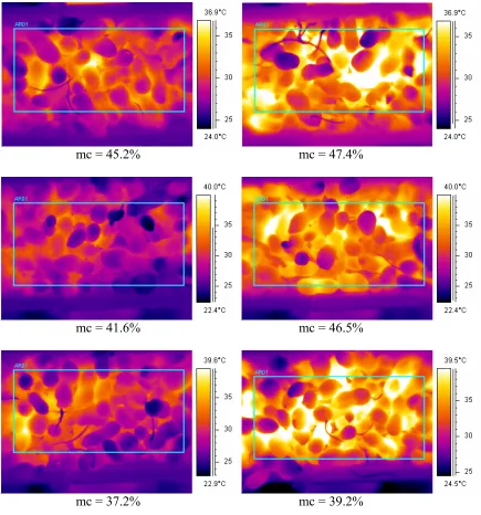 Figure 2.22. Surface temperature distribution at the end of drying of Virginia type peanuts at two power levels (1.2 kW – left  column, 2 kW – right column) and indicated initial mc
