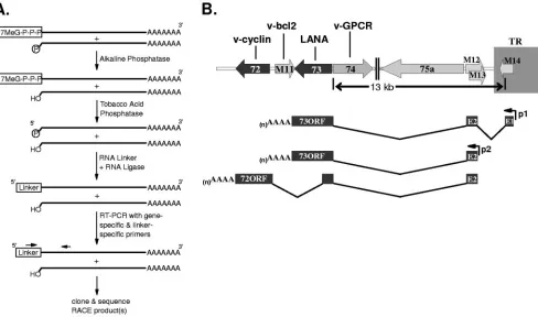 FIG. 1. Structure of orf73 and orf72 spliced transcripts. (A) Schematic illustration of the steps involved in the RNA ligase-mediated 5�protocol