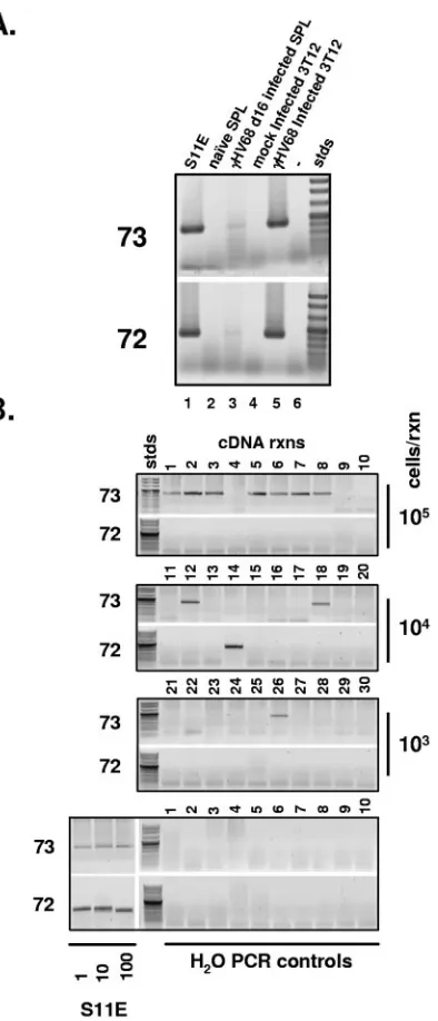 FIG. 4. Spliced orf73 and orf72 transcripts are present in S11Etumor cells, day 16-infected splenocytes, and infected NIH 3T12 ﬁbro-