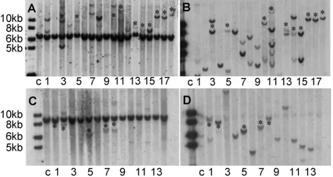 FIG. 3. Southern blot analysis of site-speciﬁc integration. Genomic DNA from 293�(A and B) or NdeI (C and D)