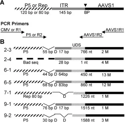TABLE 1. STF in 293 cells with or without Rep expression