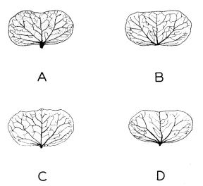 FIGURE 1.-Phenotypes upland cotton strains of cotyledons from the B, and F, generations of crosses between the Z-106 x Glandless 38-6A