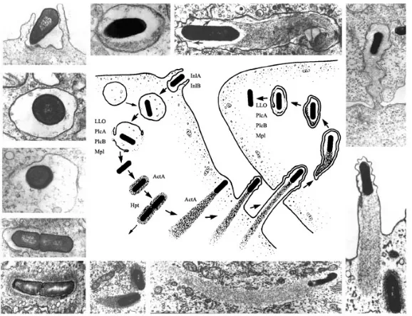 Figure 1. Schematic illustration and microscopic pictures of the intracellular life cycle 