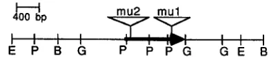 FIGURE - base RNA in purple husk. The restriction enzymes used in the study are: husk RNA