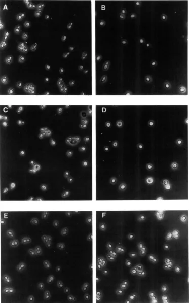 FIGURE 2.-gcdl strain logarithmic growth at the time fields and gcd.12 mutants arrest as unbudded cells at 36"