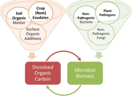 Figure  1.3:  Conceptual  framework  of  dissolved  organic  carbon  and  microbial biomass feedback loop in agricultural soils