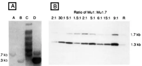 FIGURE to estimate the absolute copy number of each element pairs. Southern blot prepared and hybridized to the Mutator probe, pAB5 haploid genome