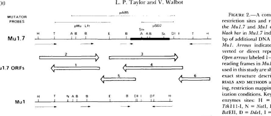 FIGURE 2.-A Mul. BstEII, Smal, reading frames in ization conditions. Key to restriction used in this study are black bar Open RIALS exact structure described in restriction sites and repeat units in the ing, restriction mapping, and hybrid- enzymes sites: 