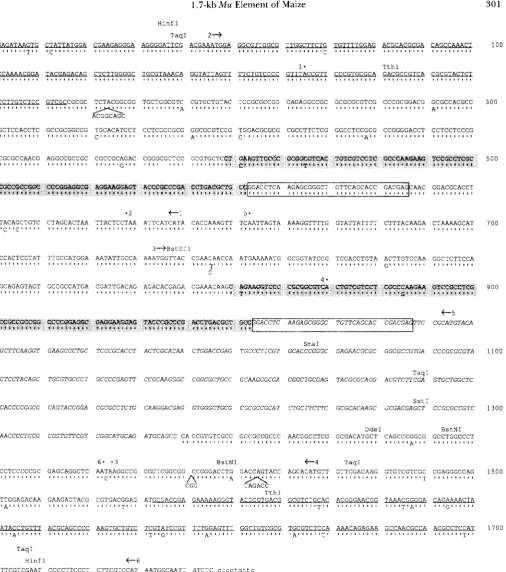 FIGURE 3.-Nucleotide Mu1 the procedures described in the 34-bp extension boxed. The initiation codons and direction and the addition of sites are indicated