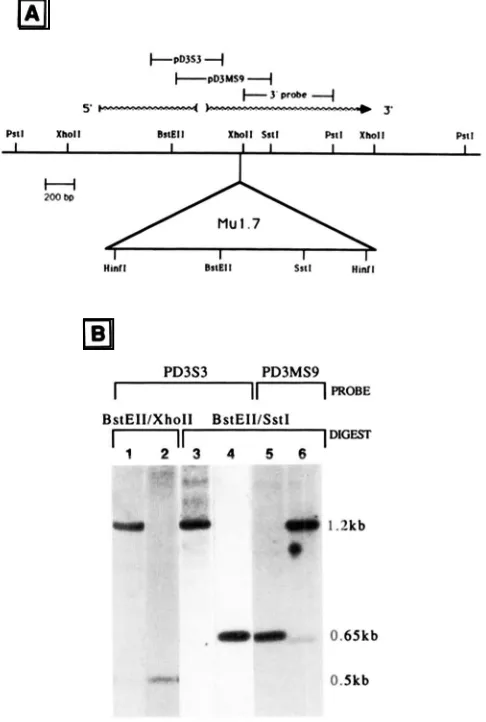 Figure 4B lane I is which hybridizes to shows a prominent band at I .2 kb to pD3S3 indicating that the element the left or upstream of the Xholl site as oriented 