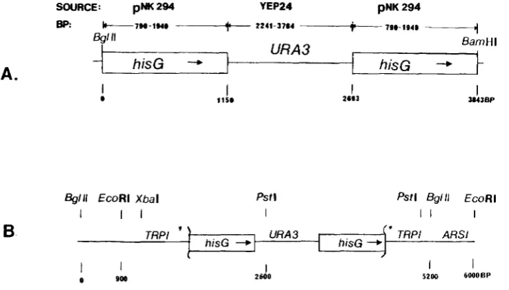 FIGURE 1 .-Reduction of URA? gene flanked by direct repeats. 