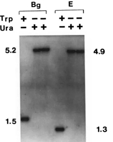 FIGURE 4.--Southern probed with rivatives. Restriction enzyme digested chromosomal two was URA3-hisC blot of DNA extracted from wp1::huG- transformantsand 5-FOA' derivatives