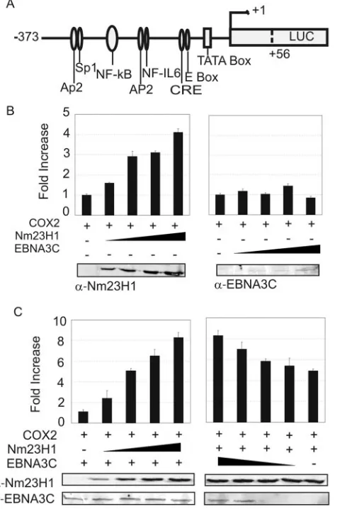 FIG. 3. Interaction of EBV protein EBNA3C with Nm23-H1 in-creases the upregulation of COX-2 expression by Nm23-H1