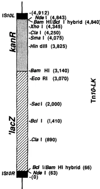FIGURE the truncated G T A A A A A T C A T T A A G T T A A G G T G G A T A C A C A T C  TTG TCA TAT tion enzyme cut site from the left-most end of the element