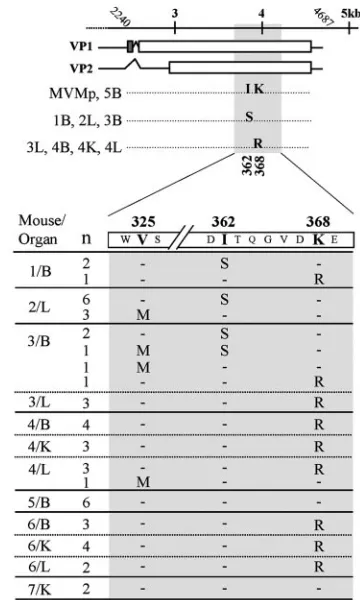 FIG. 1. Sequence analysis of MVMp evolution in SCID mice.(Top) Amino acid substitutions in the VP gene of plaque-isolated
