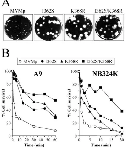FIG. 2. Phenotypic effects of amino acid capsid changes selected inmice on MVMp plaque morphology and primary receptor interaction.