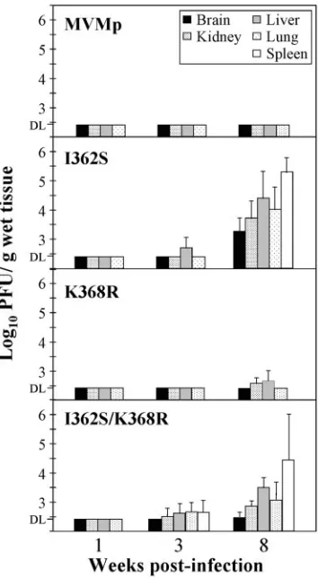 FIG. 4. Single capsid amino acid changes confer virulence by thenatural oronasal route on MVMp