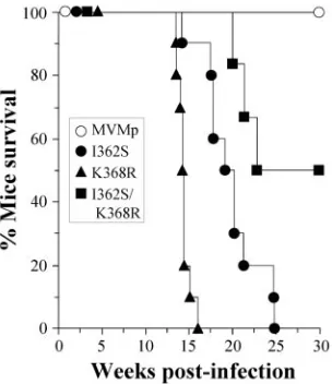 FIG. 5. Mortality of SCID mice upon intranasal inoculation withrecombinant MVMp mutants