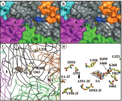 FIG. 6. Sialic acid binds in the dimple of the MVMp capsid, surrounded by residues involved in virulence