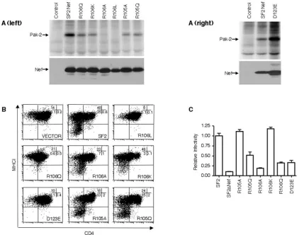 FIG. 2. Functional and structural relevance of residues R106 and D123 of Nef. (A) The indicated amino acid substitutions were derived bysite-directed mutagenesis, cloned into pcDNA, and transfected into 293T cells