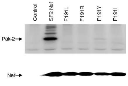 FIG. 3. The phenylalanine residue at position 191 of subtype BSF2Nef is essential for PAK-2 activation