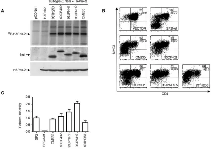FIG. 4. Analysis of PAK-2 activation by subtype E Nefs. (A) Subtype E Nef-mediated activation of PAK-2