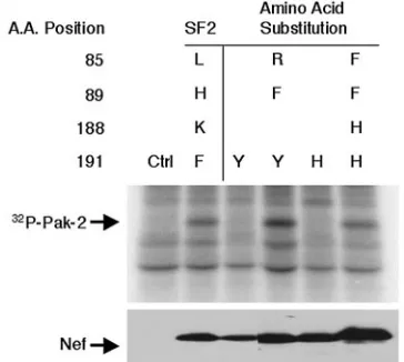 FIG. 5. Restoration of PAK-2 activation of SF2NefF191R. (A) Left, PAK-2 activation by subtype B Nef isolate RP-1-9 (accession numberAAA87489)