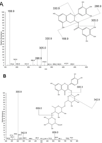 Fig. 1. MS/MS spectra of oolong tea in the negative ion mode documenting the
